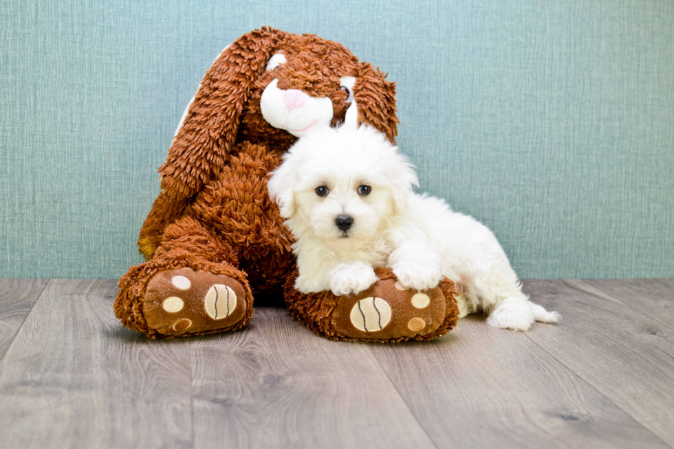 Adorable Maltepoo Poodle Mix Puppy