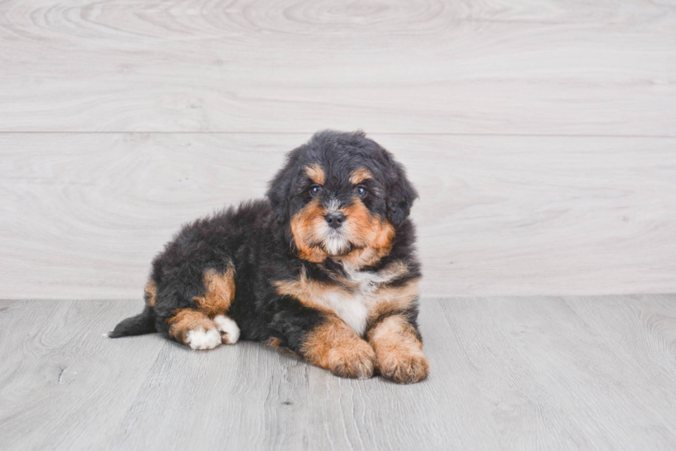 Mini Bernedoodle Puppy for Adoption