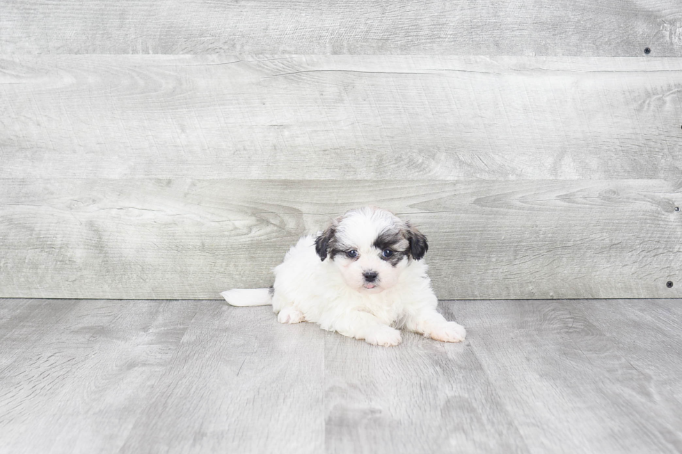 Sweet Teddy Bear Baby