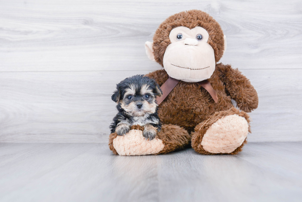 Petite Morkie Designer Pup