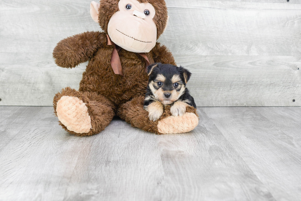 Morkie Pup Being Cute