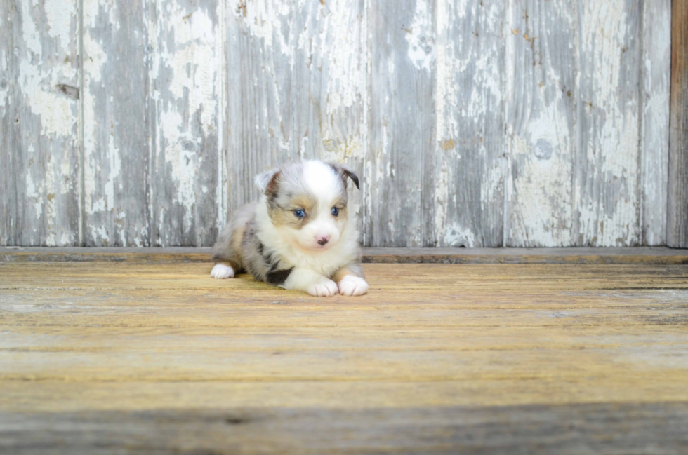 Petite Mini Aussiedoodle Poodle Mix Pup
