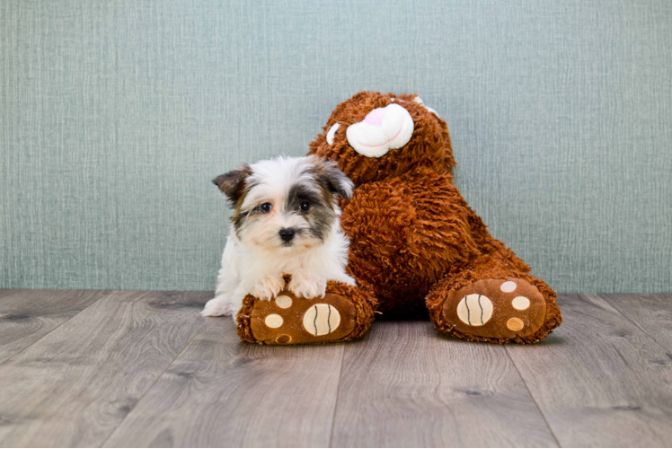 Morkie Pup Being Cute