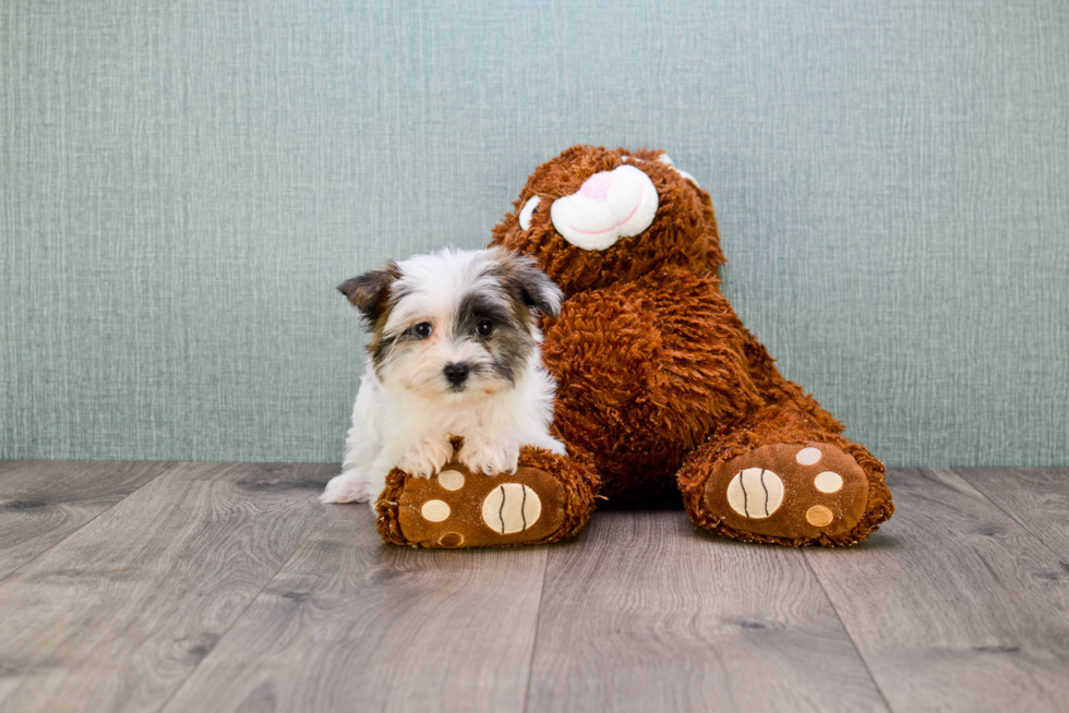 Morkie Pup Being Cute