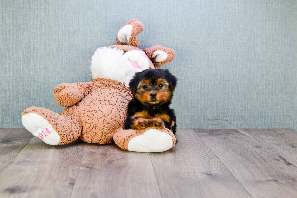 Meet Izzie - our Yorkshire Terrier Puppy Photo 