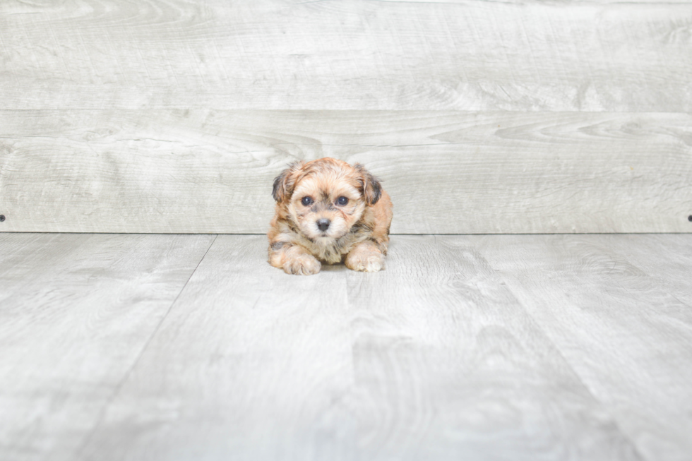 Morkie Puppy for Adoption