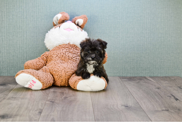 Smart Morkie Designer Pup