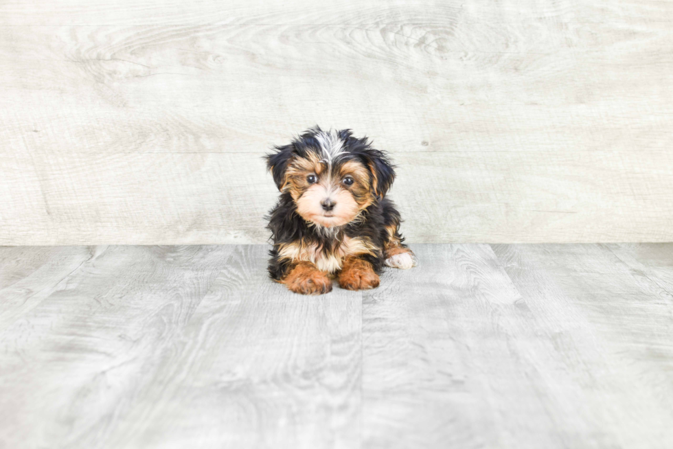Best Morkie Baby