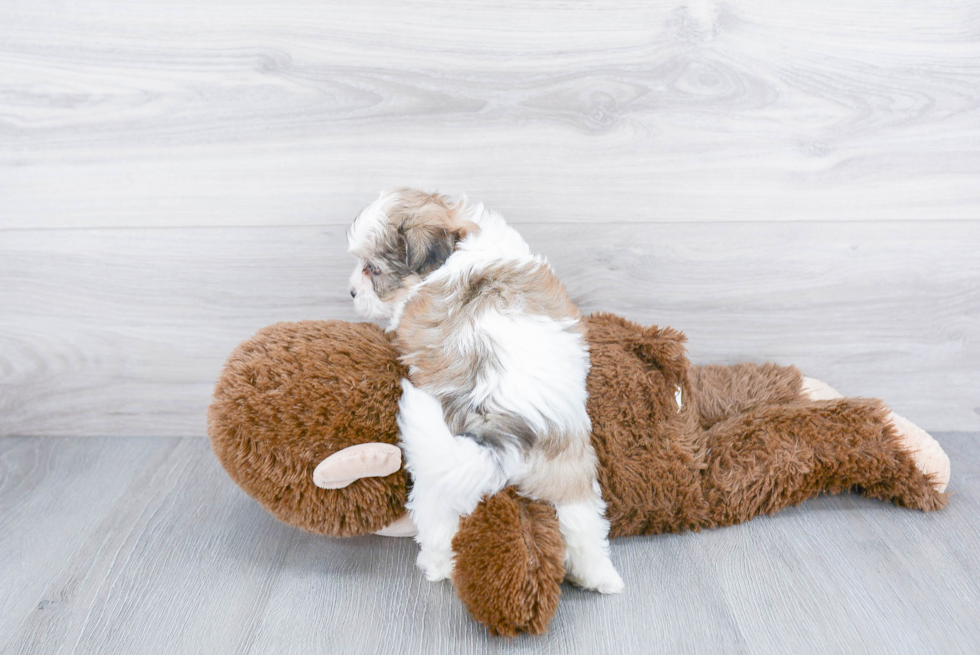 Teddy Bear Puppy for Adoption