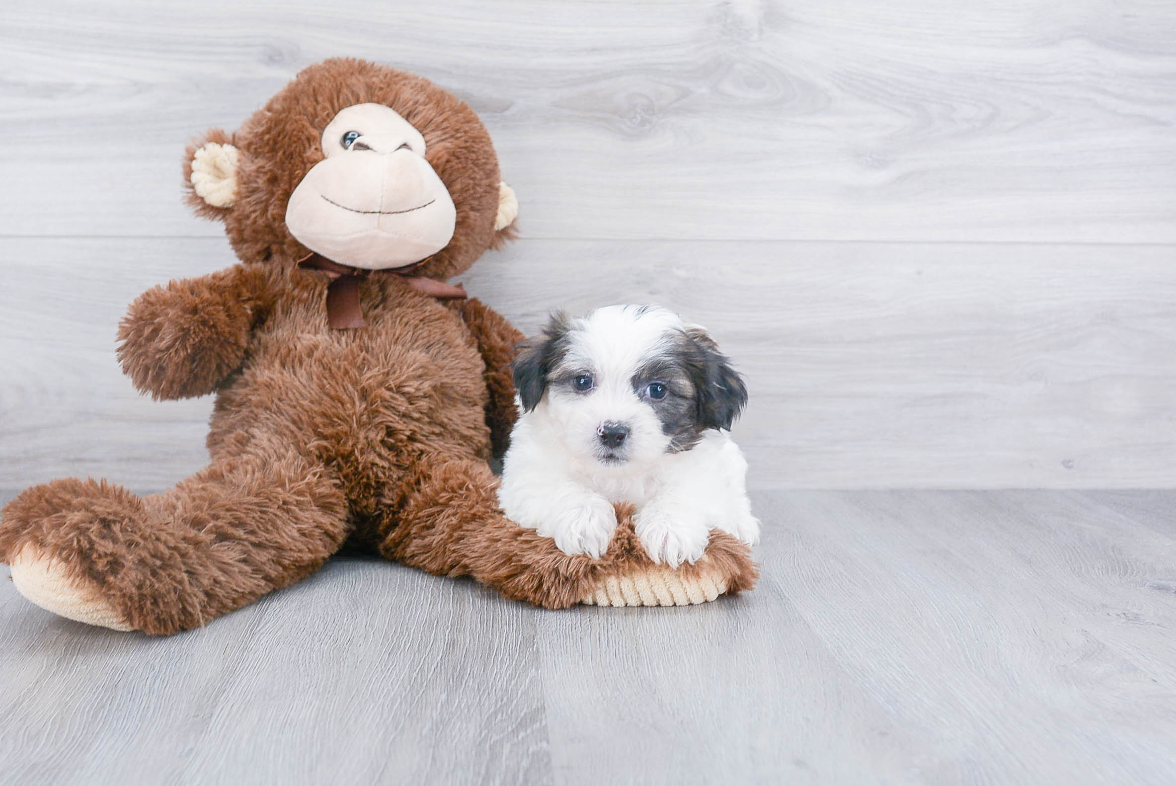 Teddy Bear Puppy for Adoption