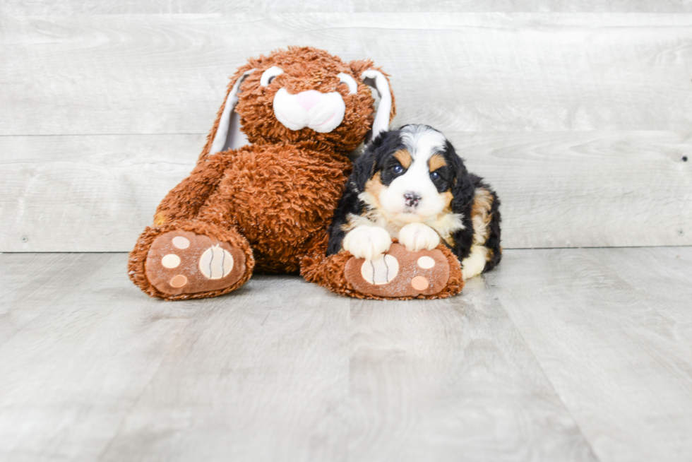 Popular Mini Bernedoodle Poodle Mix Pup