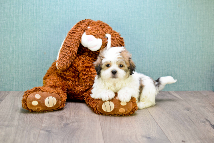 Teddy Bear Puppy for Adoption