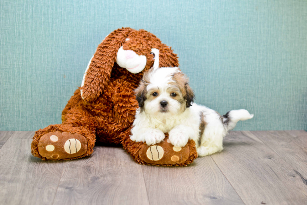 Teddy Bear Puppy for Adoption