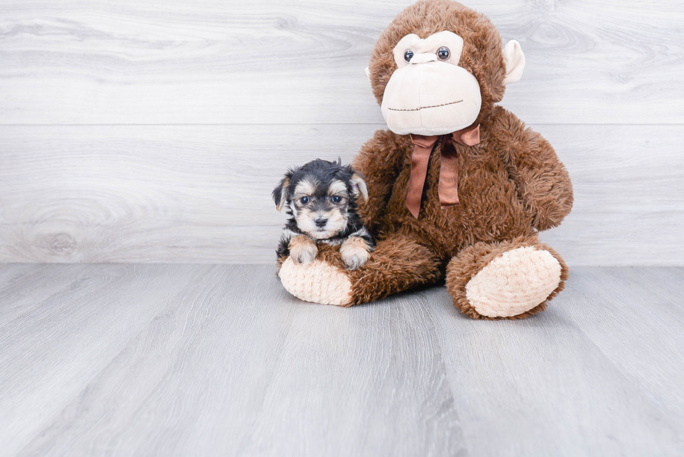 Friendly Morkie Baby