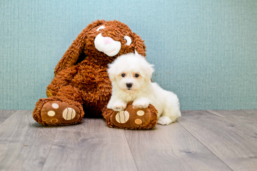 Funny Maltipoo Poodle Mix Pup