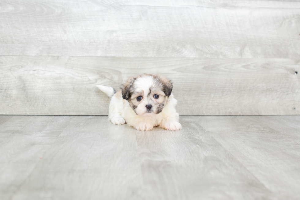 Best Teddy Bear Baby