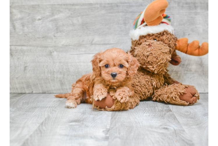 Best Cavapoo Baby