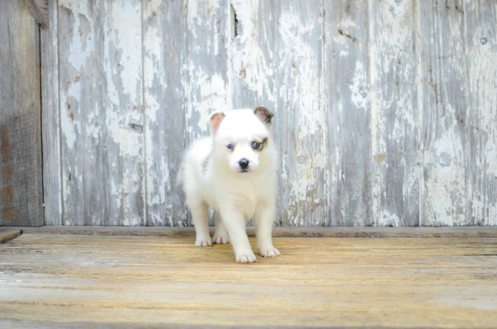 Funny Pomsky Designer Pup