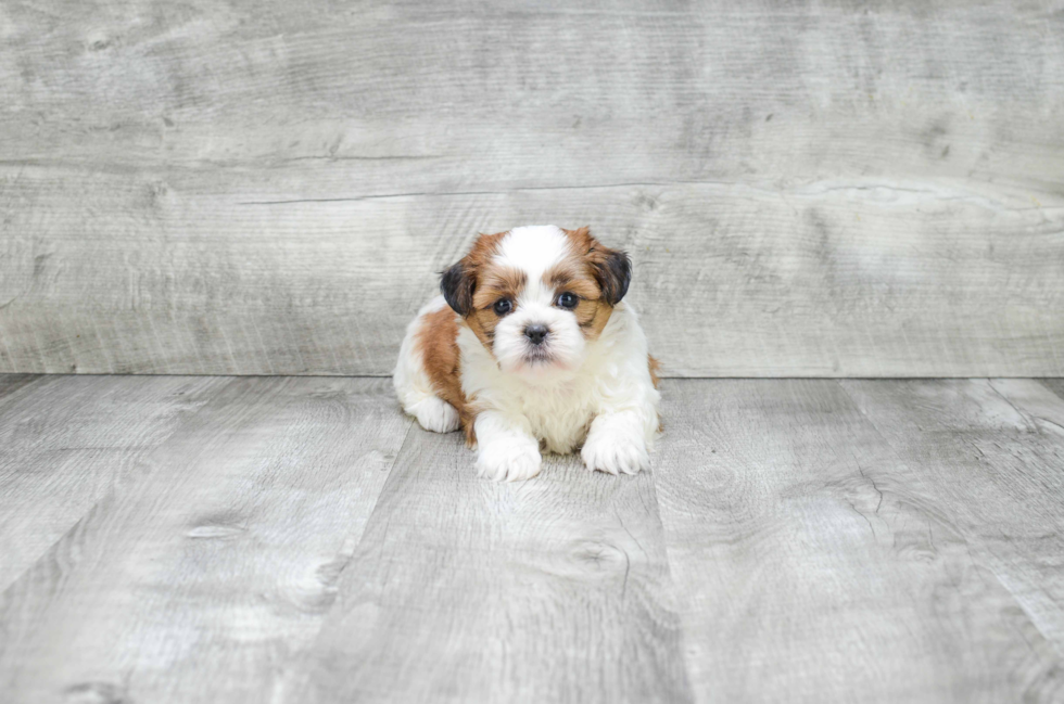 Funny Teddy Bear Designer Pup