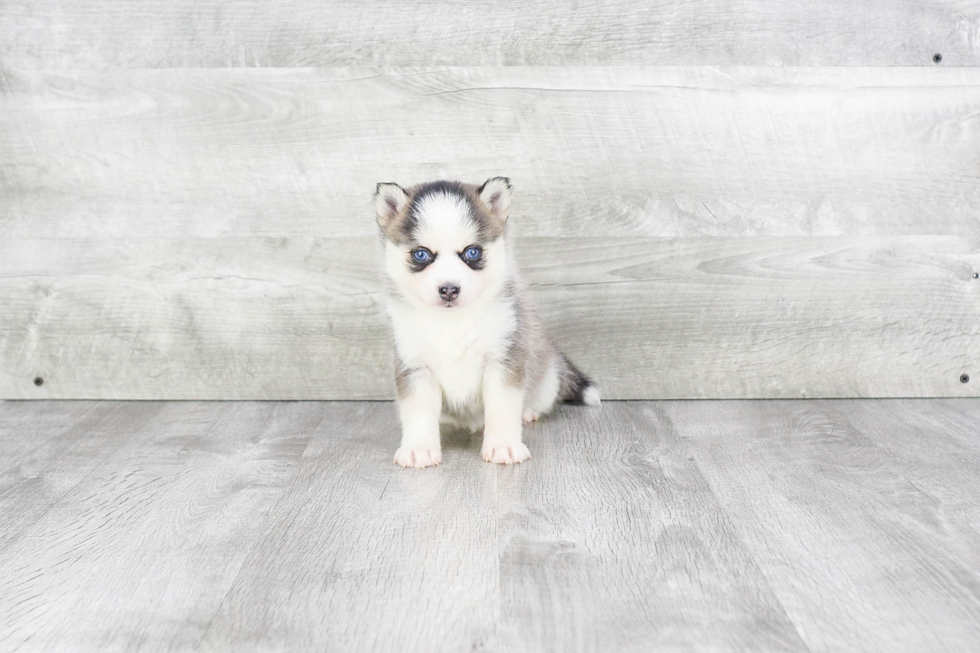 Pomsky Pup Being Cute