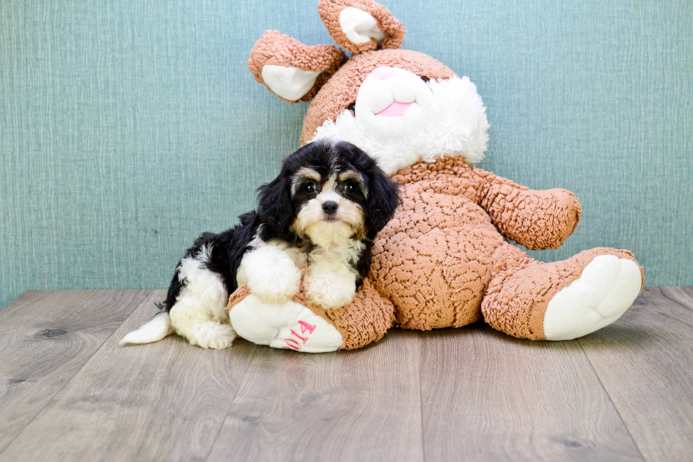 Cavachon Puppy for Adoption