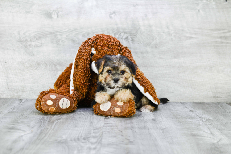 Best Morkie Baby