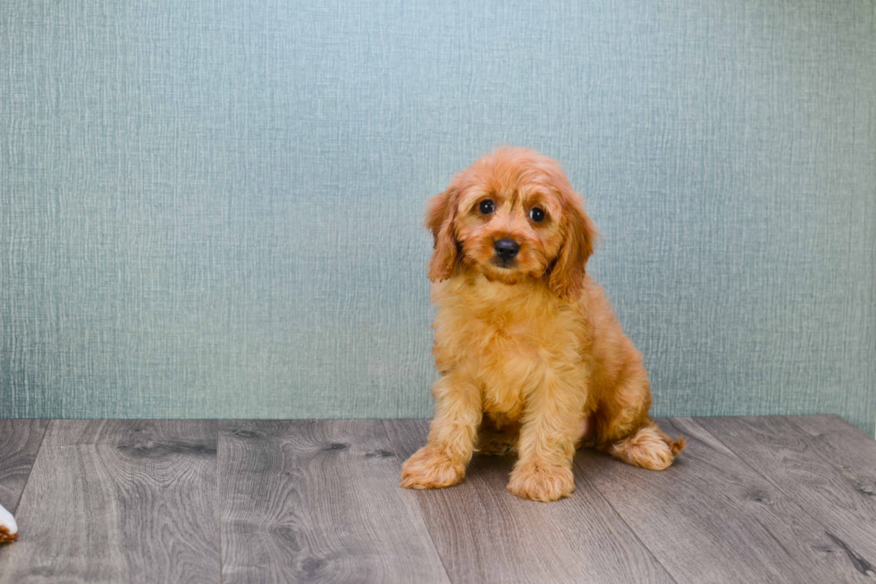 Energetic Cavoodle Poodle Mix Puppy