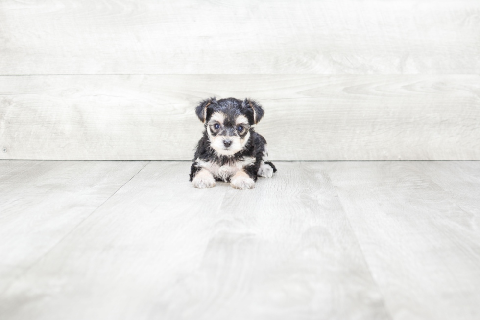 Adorable Yorkie Designer Puppy