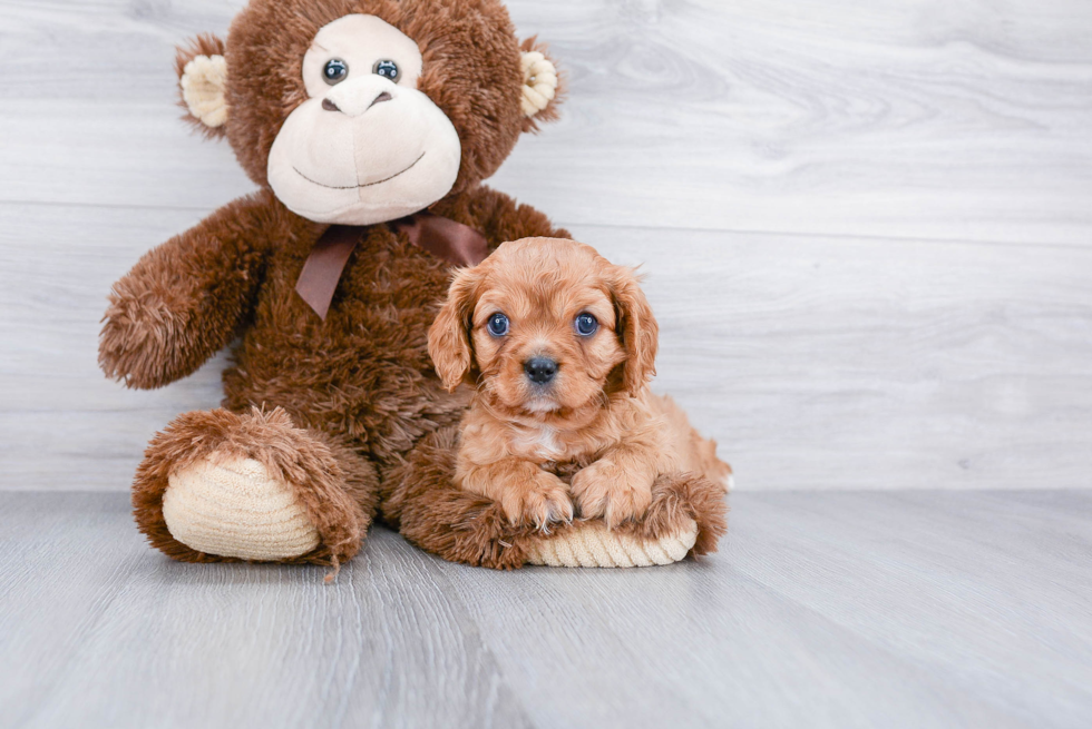 Fluffy Cavalier King Charles Spaniel Purebred Puppy