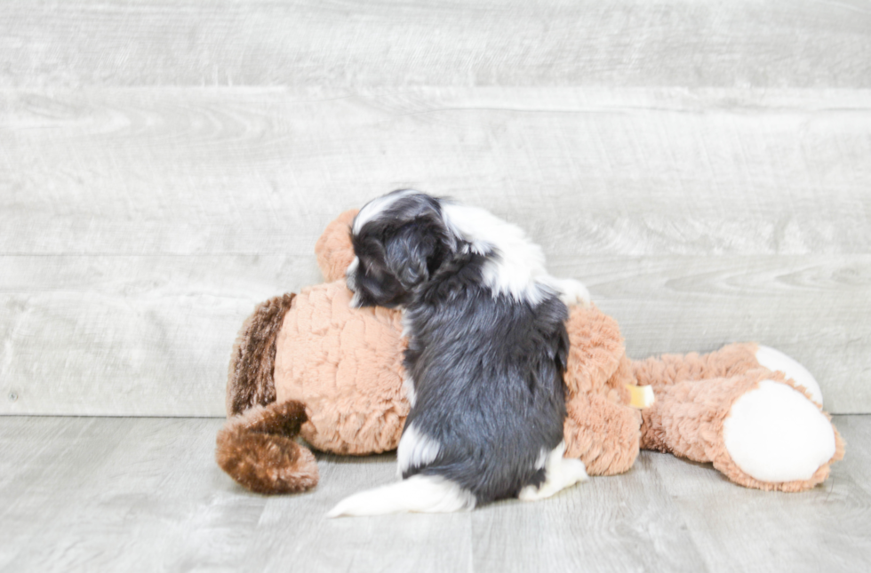 Havanese Puppy for Adoption