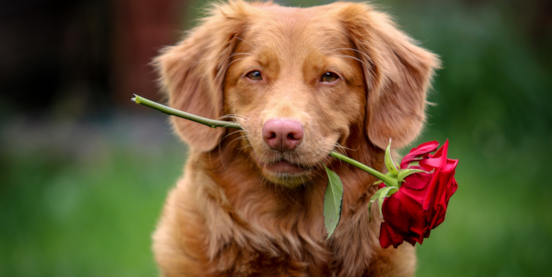 8 Signs You Are Your Dog’s Favorite Person