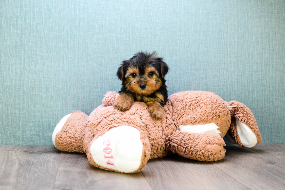 Meet Bella - our Yorkshire Terrier Puppy Photo 