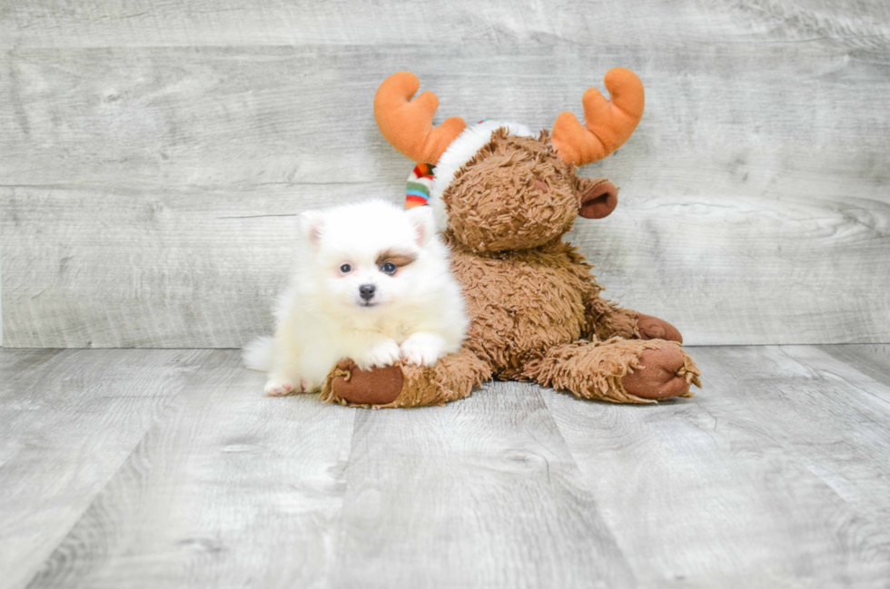 Pomeranian Pup Being Cute