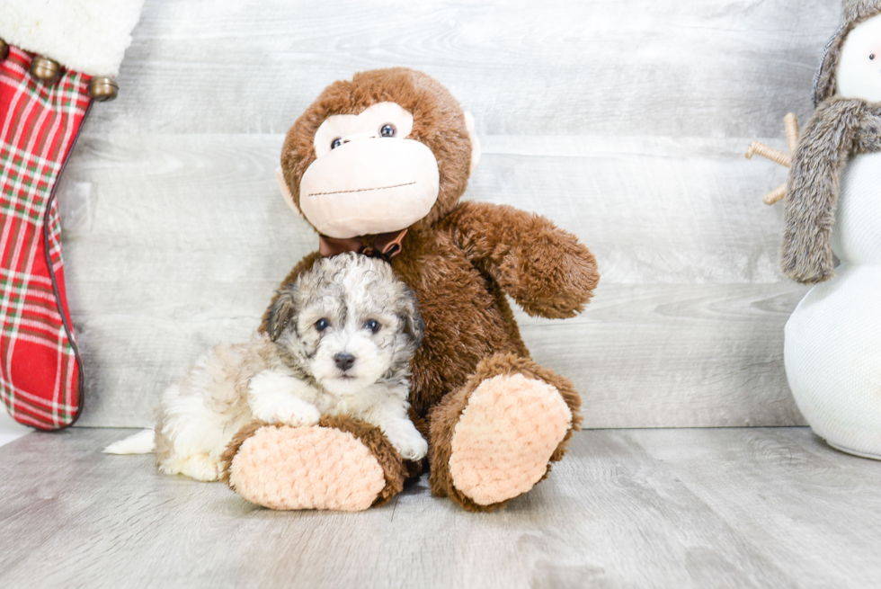 Playful Havanese Baby