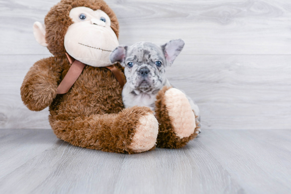 Popular French Bulldog Baby