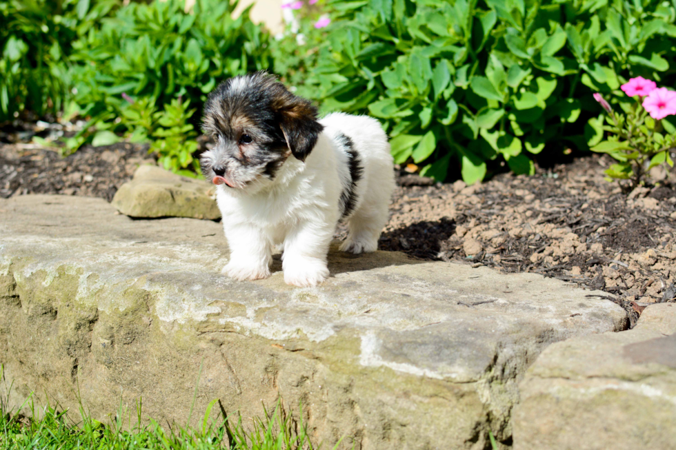 Morkie Puppy for Adoption