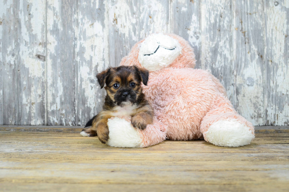 Energetic Shorkie Designer Puppy