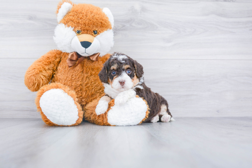 Little Bernadoodle Poodle Mix Puppy