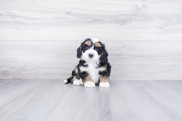 Sweet Mini Bernedoodle Baby