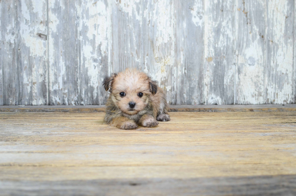 Morkie Pup Being Cute