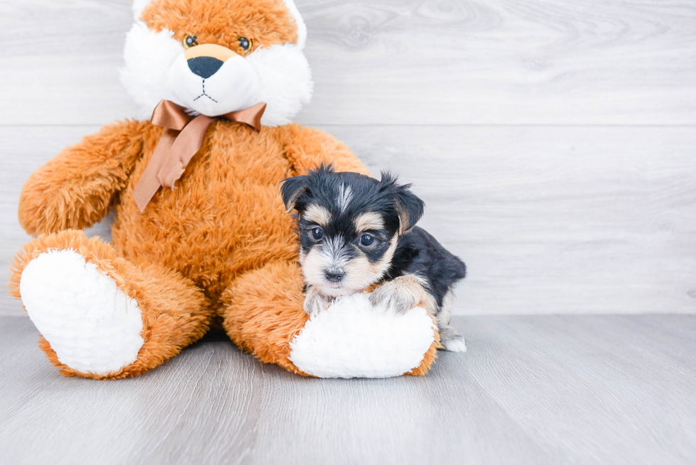 Funny Morkie Designer Pup