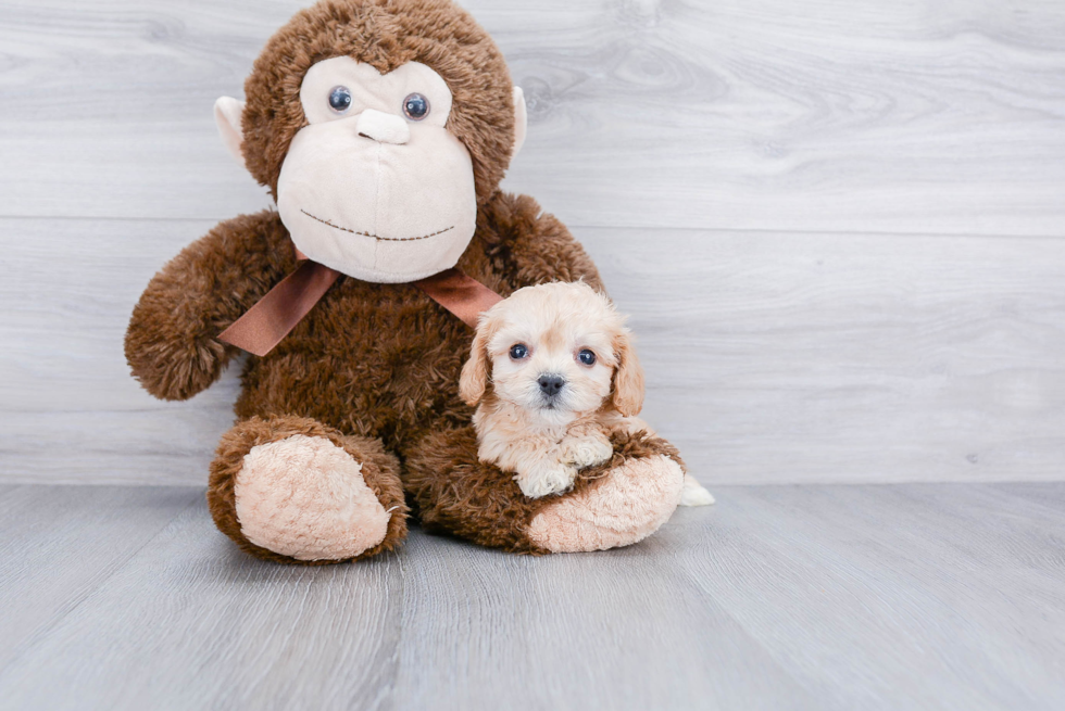 Cavachon Pup Being Cute