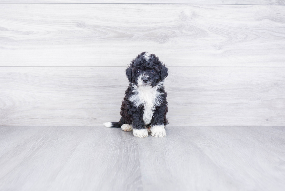 Mini Bernedoodle Puppy for Adoption