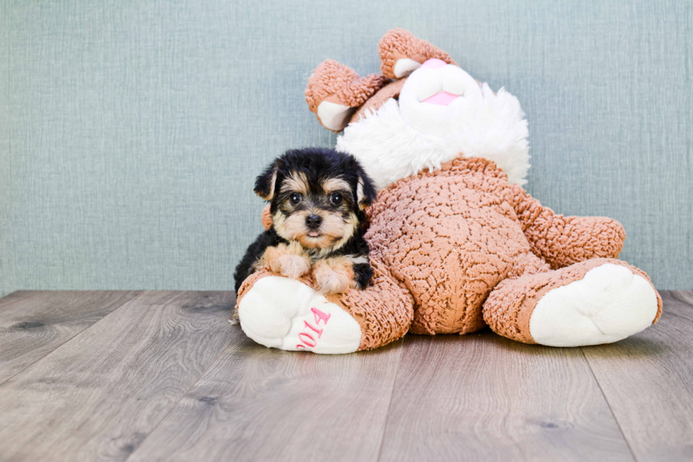 Smart Morkie Designer Pup