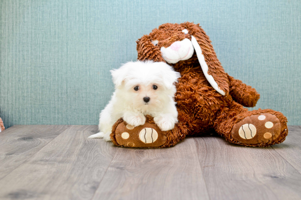 Maltese Puppy for Adoption