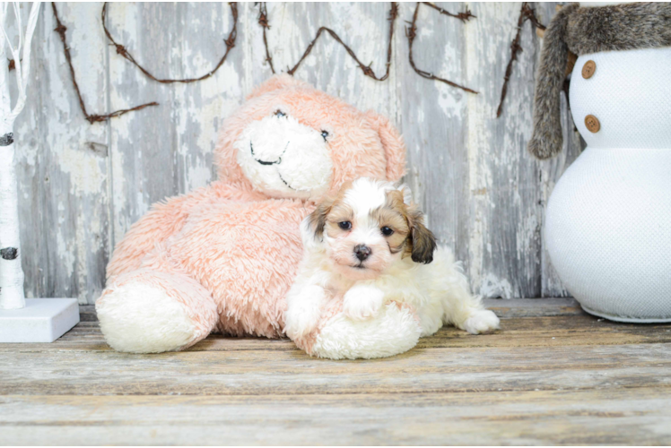 Best Teddy Bear Baby