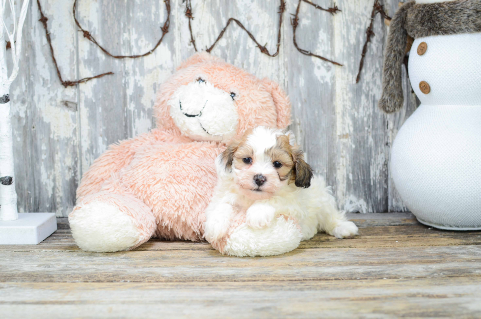 Best Teddy Bear Baby