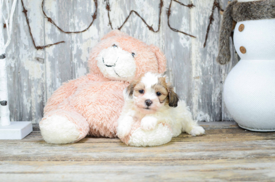 Best Teddy Bear Baby