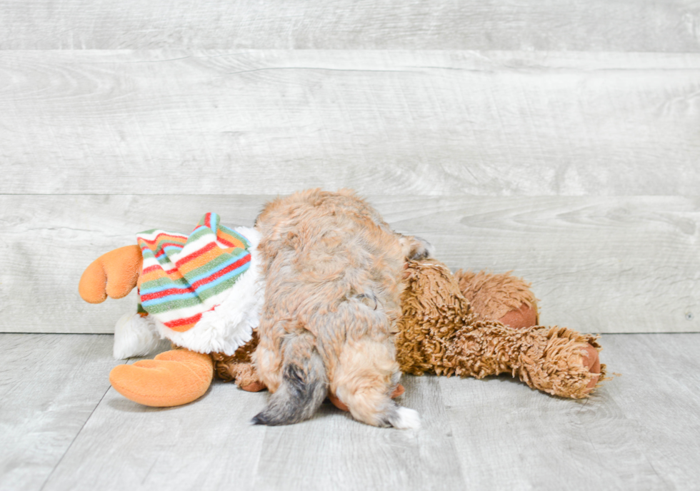 Fluffy Morkie Designer Pup