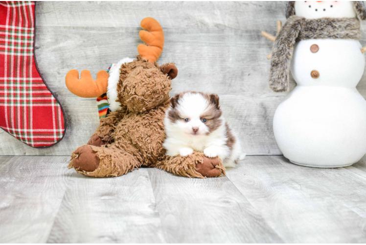Adorable Pomeranian Purebred Puppy